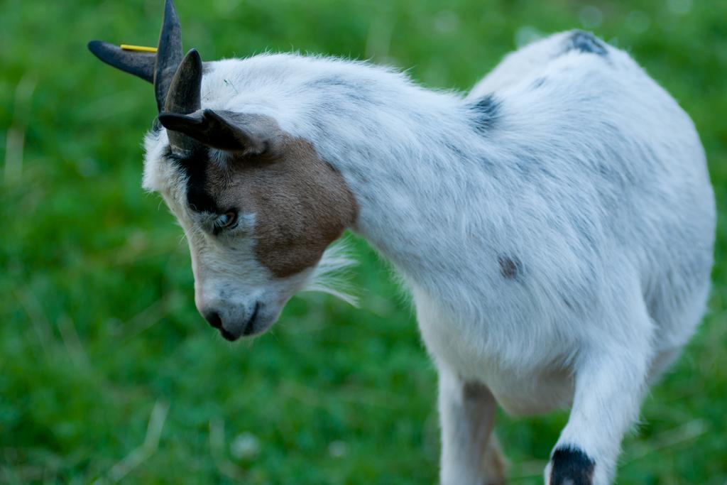 Tourist Farm Ob Izviru Krupe Villa Semic Kültér fotó