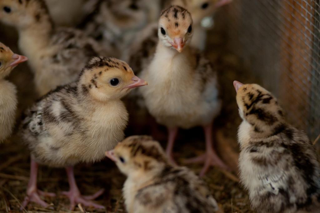 Tourist Farm Ob Izviru Krupe Villa Semic Kültér fotó