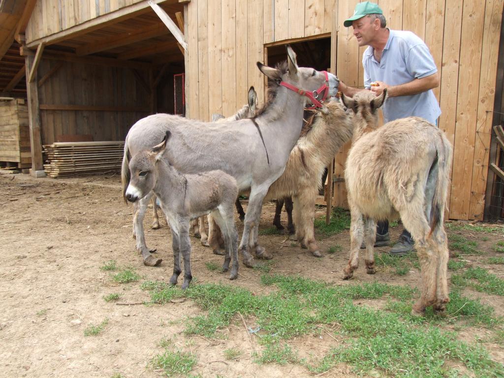 Tourist Farm Ob Izviru Krupe Villa Semic Kültér fotó